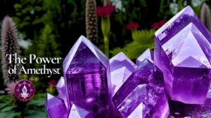 Amethyst in the Garden!
